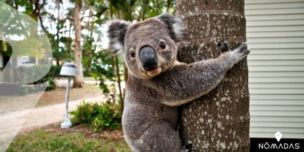 Curiosidades del koala australiano