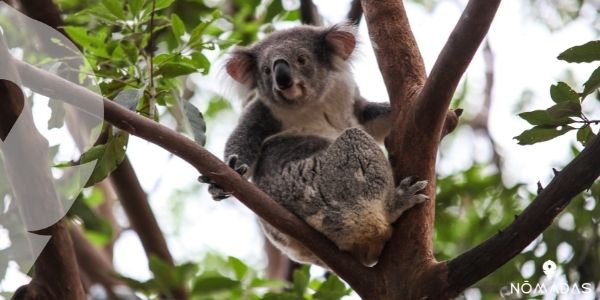 ¿Cómo se puede describir a los animales en Australia?