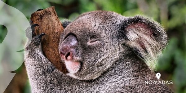 ¿Está el koala australiano en peligro de extinción?