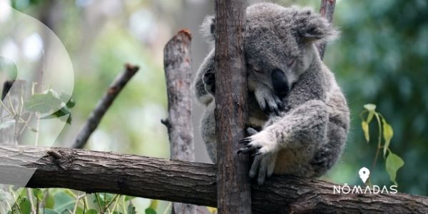 ¿Cómo puedes diferenciar un koala macho de una hembra?