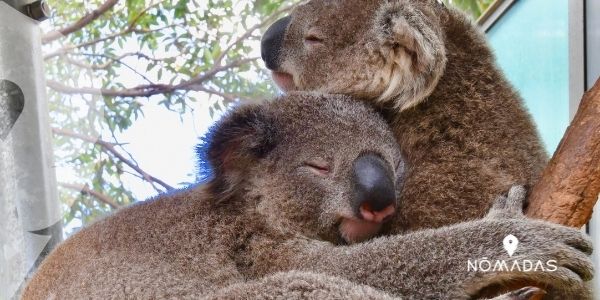 ¿Los koalas pueden sudar?