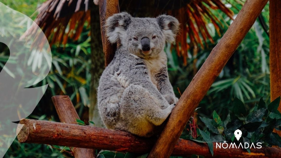 Koala Australiano - Curiosidades y donde verlos