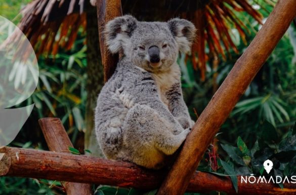 Koala Australiano - Curiosidades y donde verlos