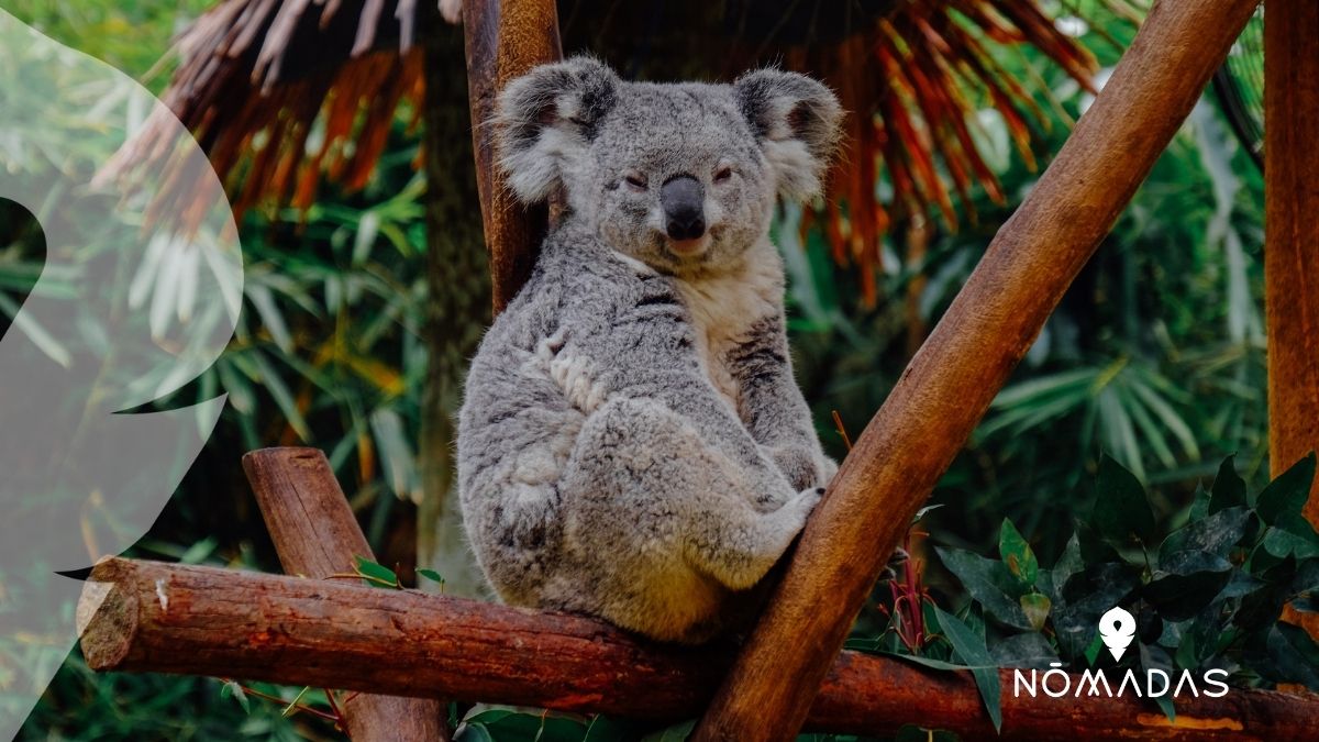 Koala australiano - Curiosidades, Dónde Verlos y por que son tan lindos - Nomadas Koala australiano - Curiosidades, Dónde Verlos y por que son tan lindos - Nomadas