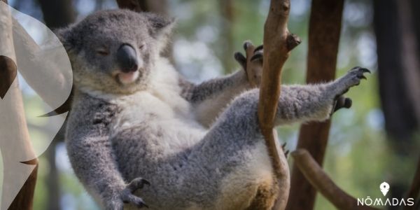 ¿Cuántas especies de koalas australianos existen?