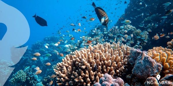 La Gran Barrera de Coral, uno de los grandes monumentos de Australia que más visitas recibe durante el año 