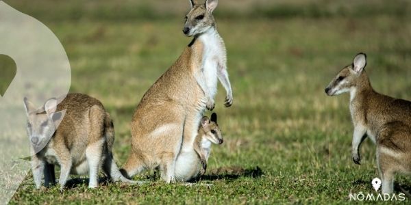 Tipos de canguros que existen en Australia