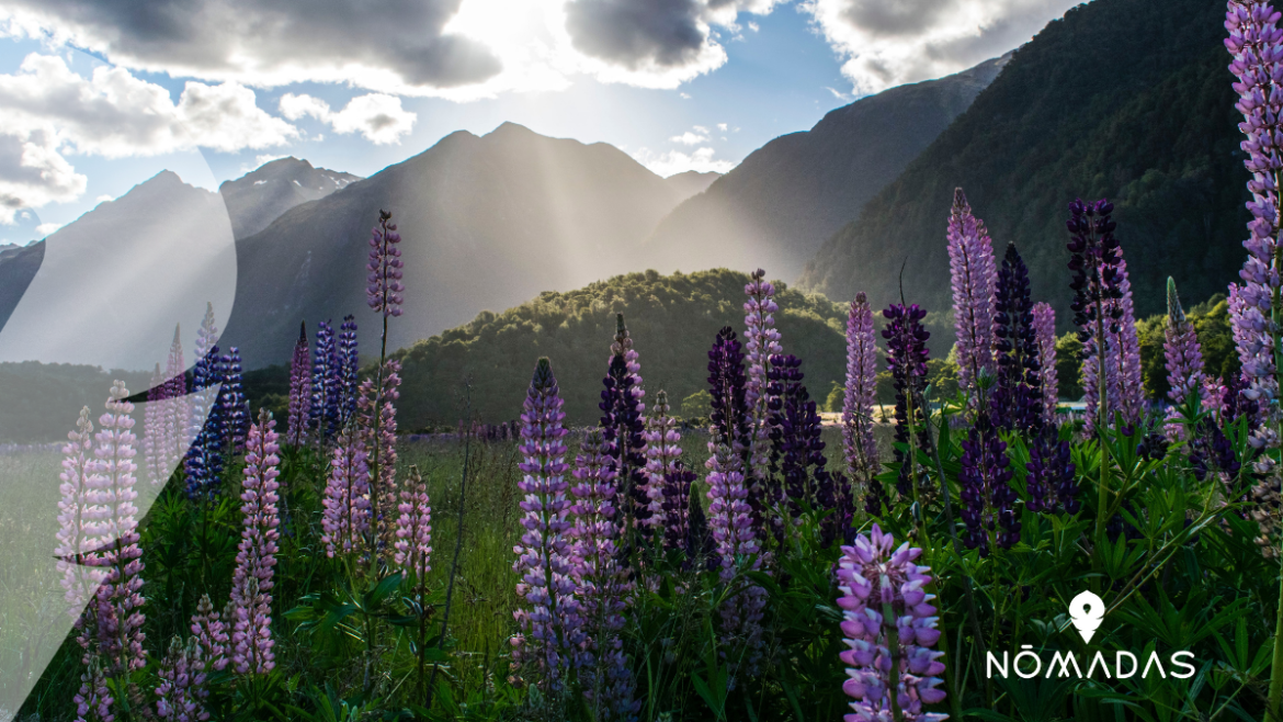 Razones para vivir y estudiar en Nueva Zelanda
