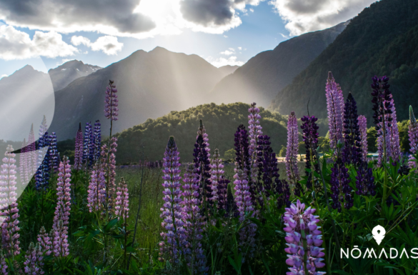Razones para vivir y estudiar en Nueva Zelanda