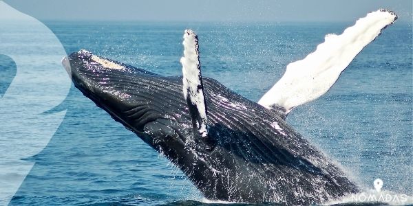 Ballena beluga, también conocida como ballena blanca