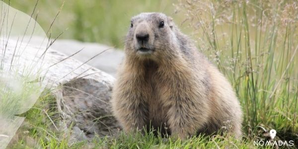 Castor, el roedor más grande del mundo