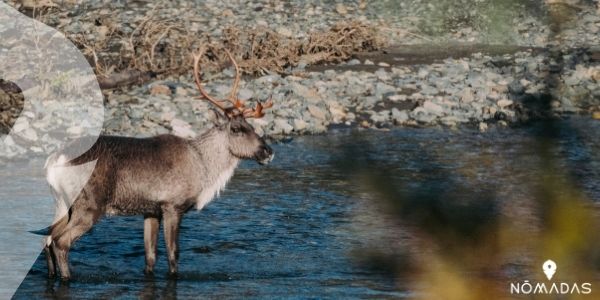 El Caribú, el animal que tiene dos dedos en cada pata