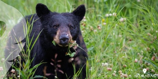 El oso negro, la especie más abundante 