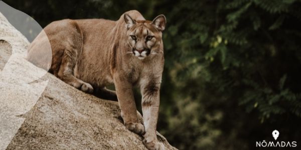 El puma concolor, los mayores cazadores de todos los animales típicos de Canadá 