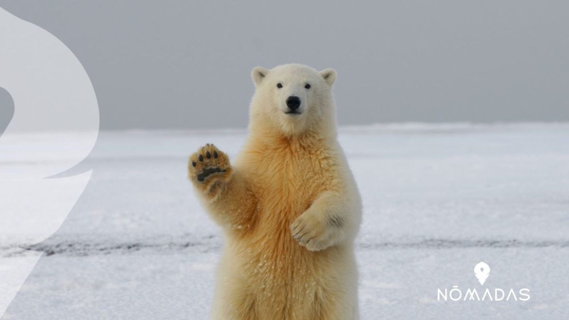 Animales típicos de Canadá