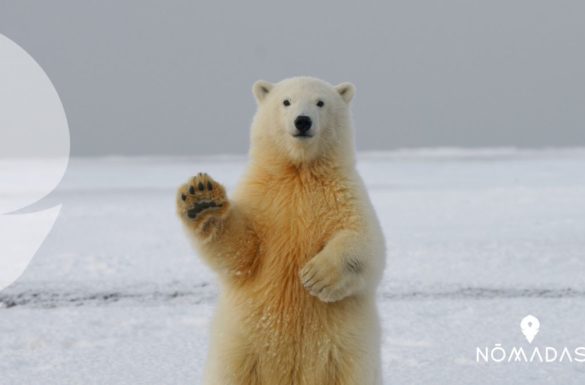Animales típicos de Canadá