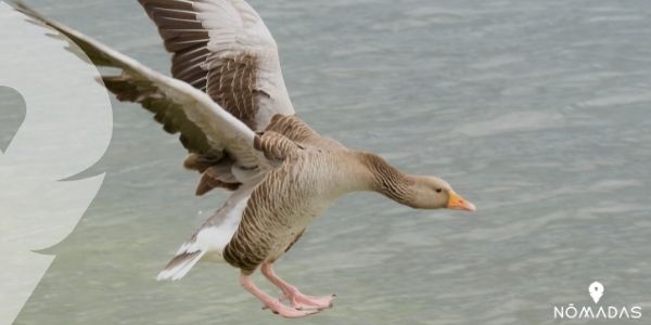 Ganso Gigante canadiense, una de las aves acuáticas más conocidas de América del Norte