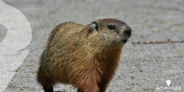 La marmota canadiense, un animal con fecha de celebración 
