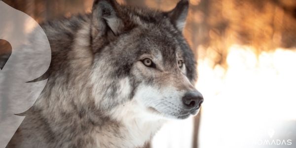 Lobo gris, un animal con gran visión y olfato 