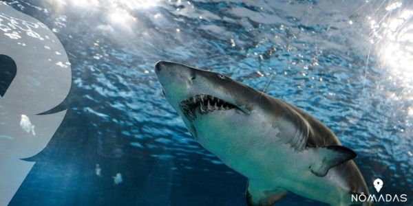 Nadar con tiburones, sin duda el deporte más extremo de la lista