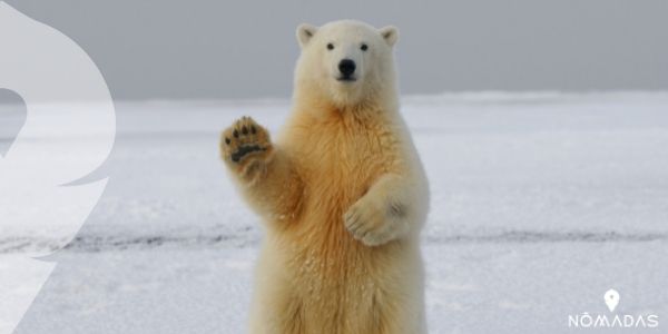 Oso polar, depredadores feroces pero adorables 