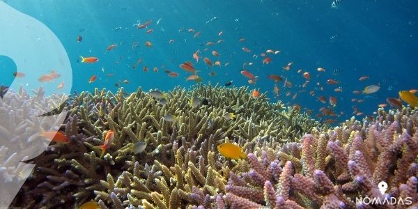 Islas Maldivas , mejores lugares para hacer snorkel