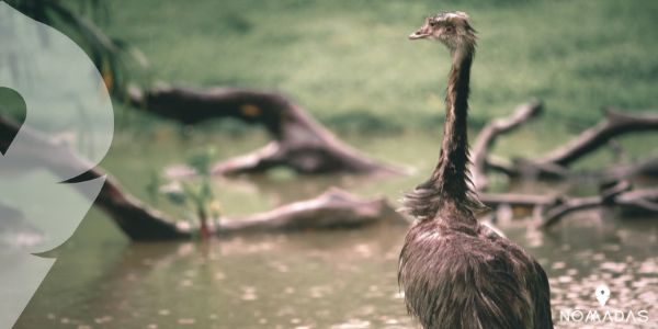 El Emú Australiano: Ave que no pueden volar