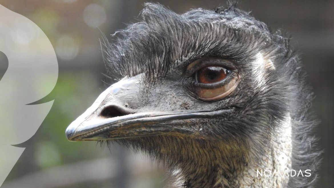 Emu Australiano