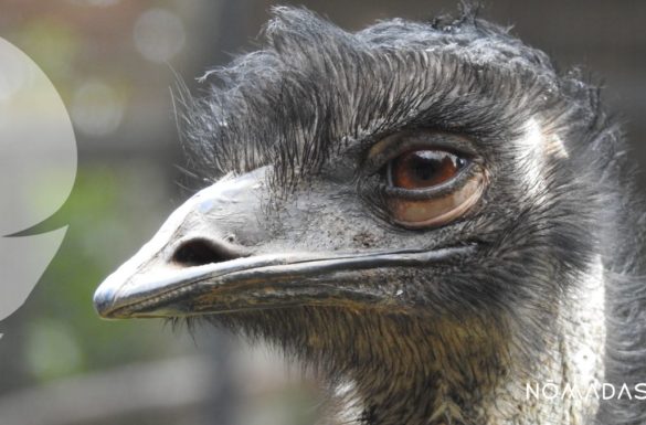 Emu Australiano