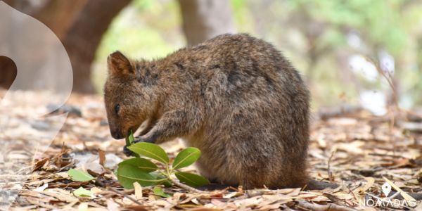 Características físicas del quokka