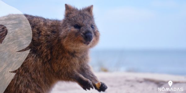 Curiosidades que debes saber sobre el quokka