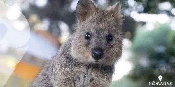 ¿Qué animales se encuentran en peligro de extinción en Australia?