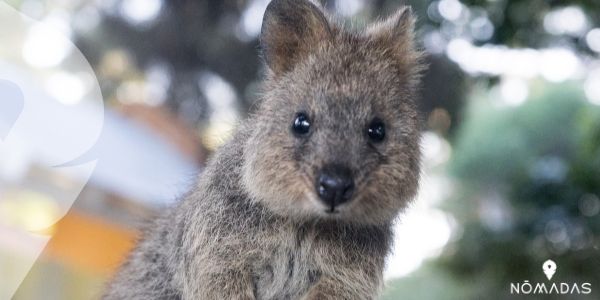 ¿Cómo se reproducen los Quokkas?