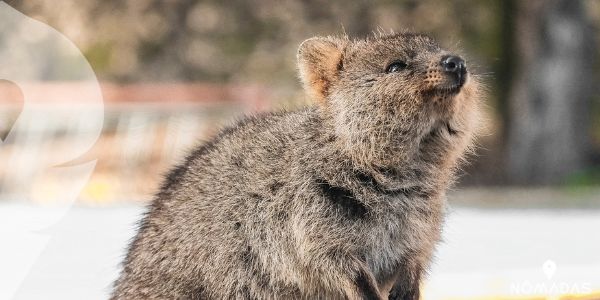 ¿Cuál es la alimentación de los quokkas?