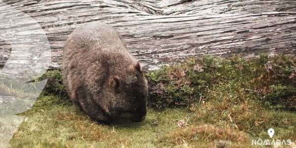 ¿Cuál es el hábitat de los Quokkas?