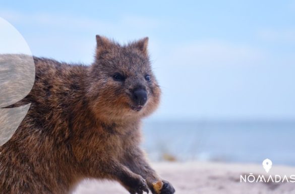 Quokka