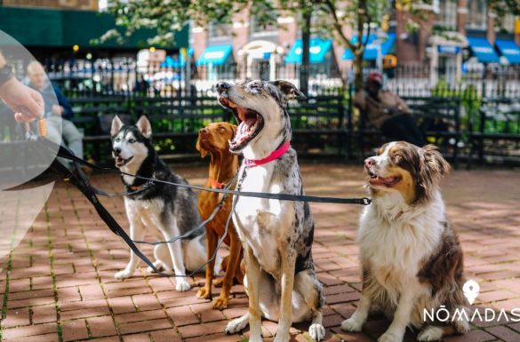 Trabajos temporales en Australia para extranjeros