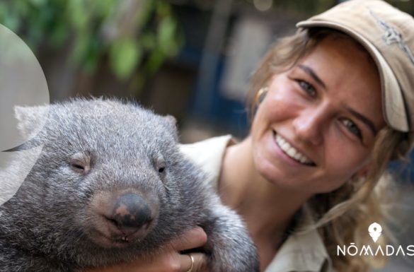 Wombat australiano