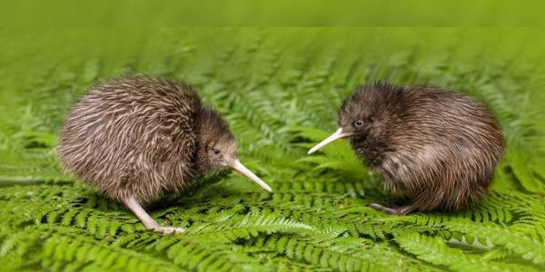 Kiwi en Nueva Zelanda 