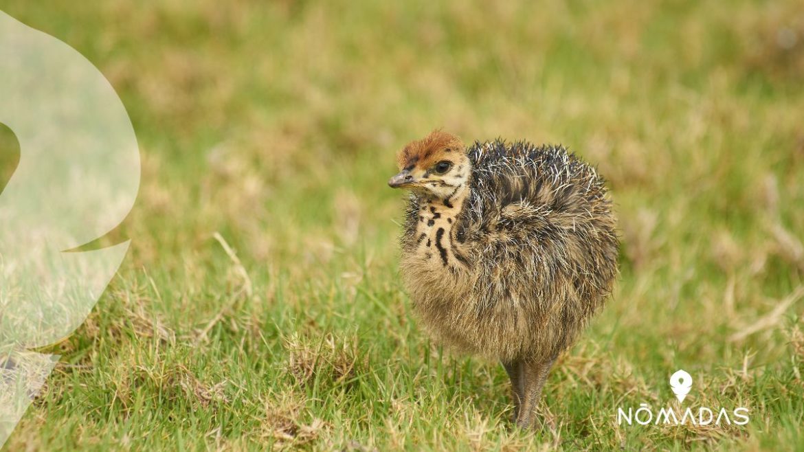 kiwi Nueva Zelanda