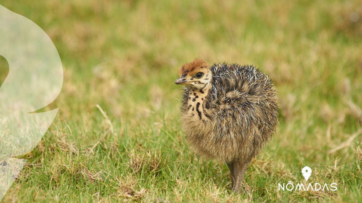 Kiwi Nueva Zelanda Curiosidades y Datos Divertidos Nomadas