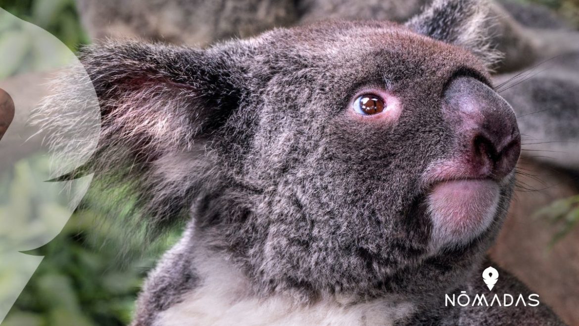 Flora y Fauna de Australia