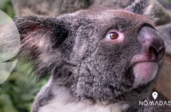Flora y Fauna de Australia