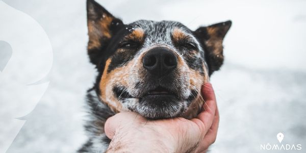 Ven a descubrir la flora y fauna de Australia con Nómadas