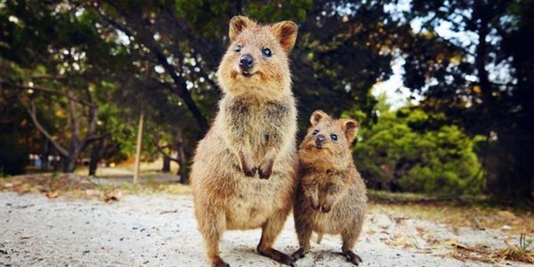 Rottnest Island - mejores islas de Australia