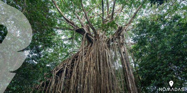 Las cascadas de Atherton Tablelands