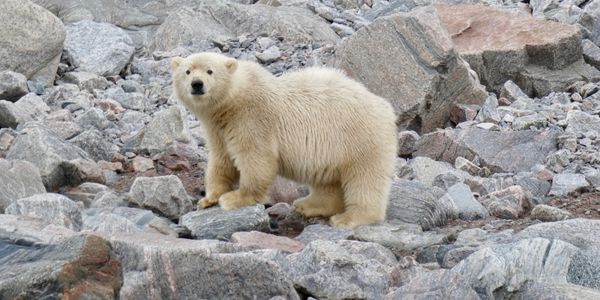 Isla de Baffin