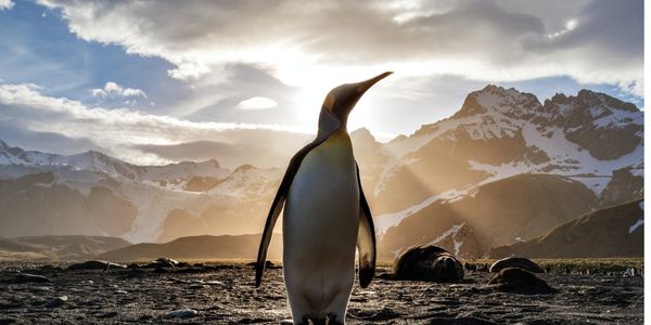 Oamaru, el paraíso de los pingüinos