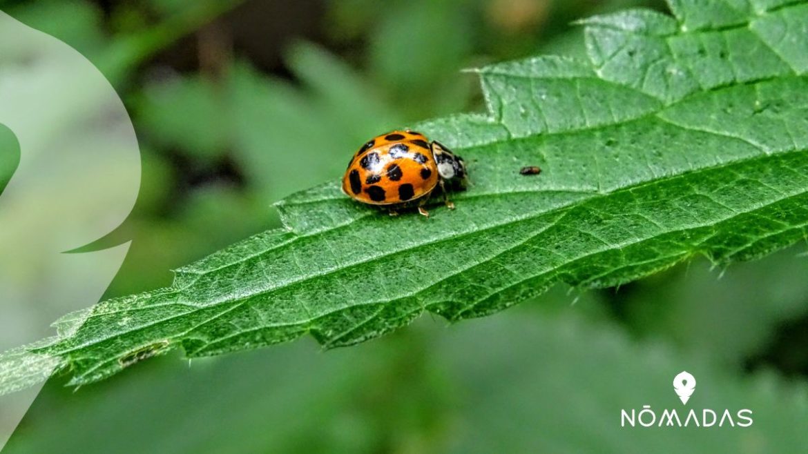 Insectos de Australia