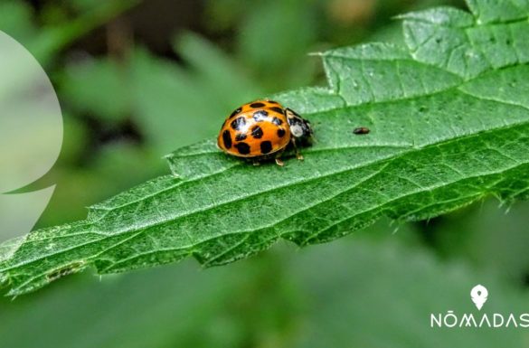 Insectos de Australia